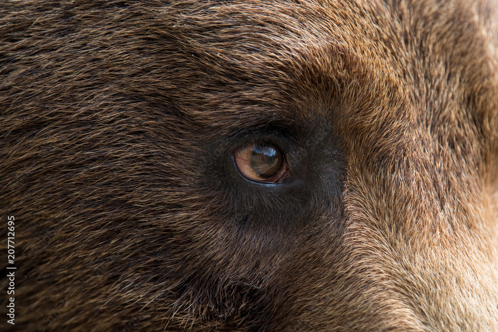 Fototapeta premium Closeup of the eye of a bear