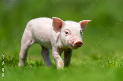 Newborn piglet on spring green grass © byrdyak
