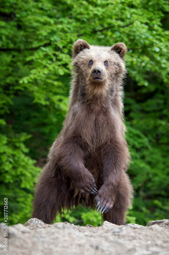 Brown bear cub in a spring forest