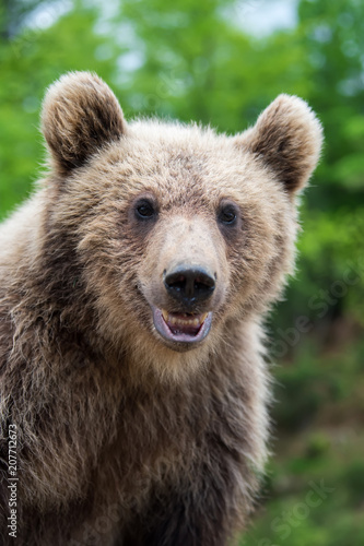 Brown bear (Ursus arctos) portrait in forest