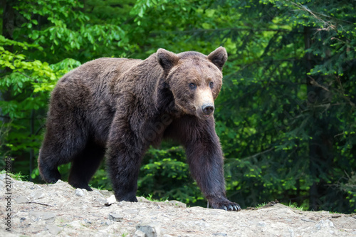 European brown bear in a forest landscape