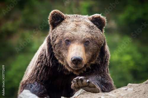 Brown bear (Ursus arctos) portrait in forest