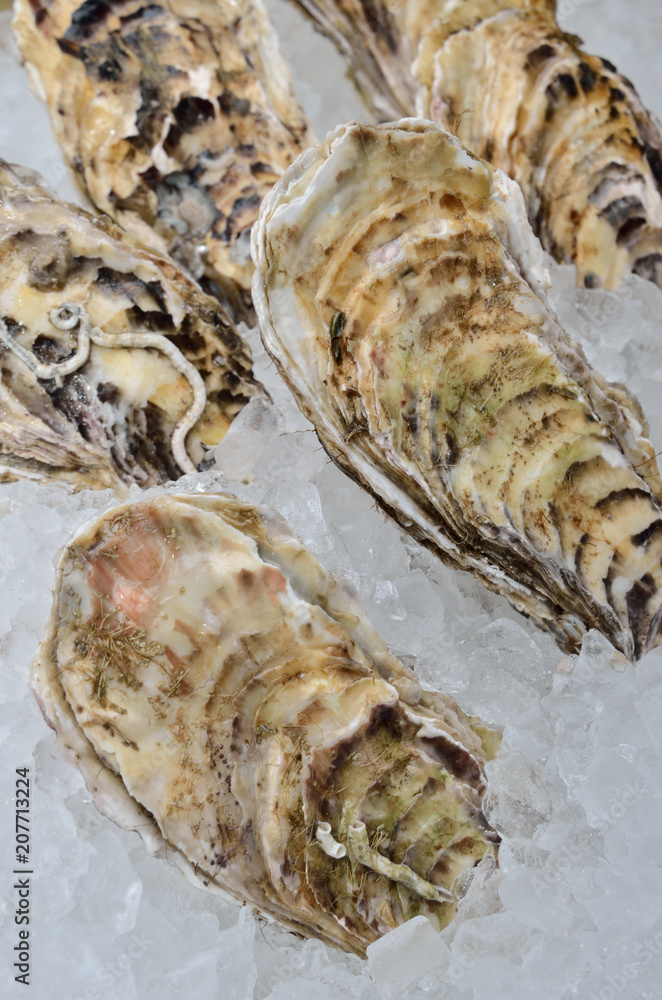 Fresh open oysters on the ice