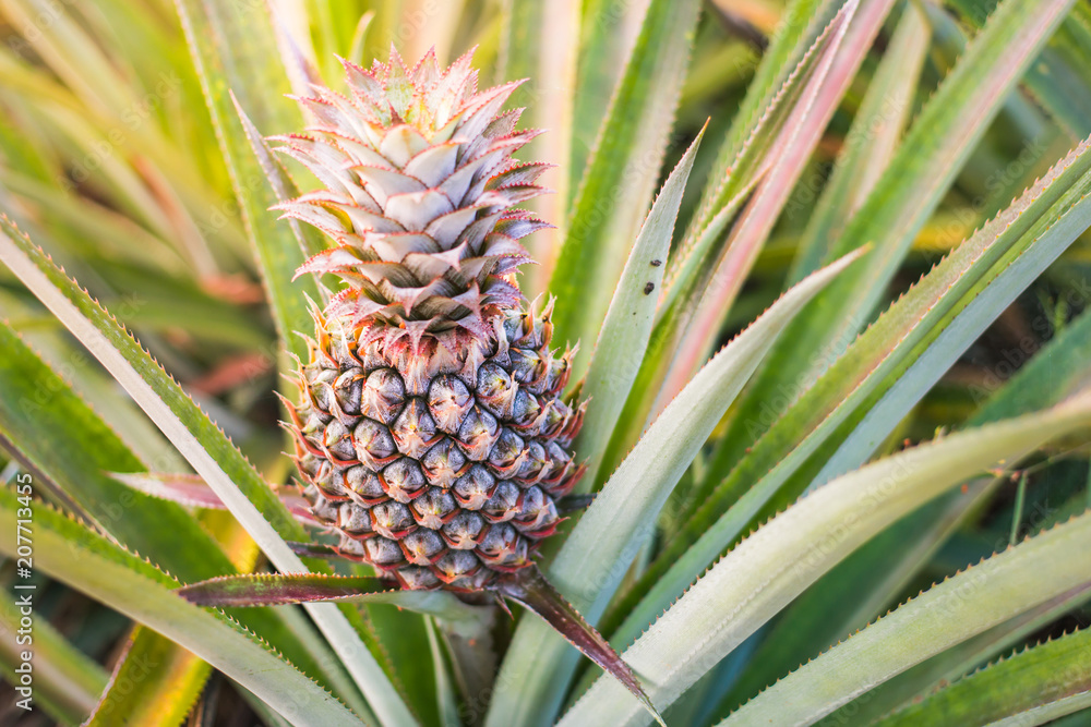 Green Pineapple in the morning Thai Garden Phuket, Ananas comosus,Plantae,Magnoliophyta. Green Pineapple in the morning Thai Garden Phuket, Ananas comosus,Plantae,Magnoliophyta.