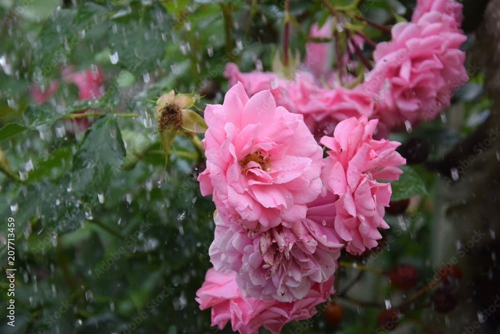 Fototapeta premium Rosen im Sommerregen