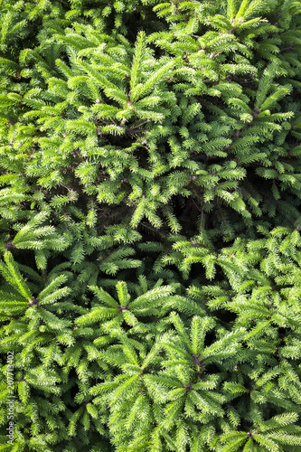 Green fir branches close-up as background.
