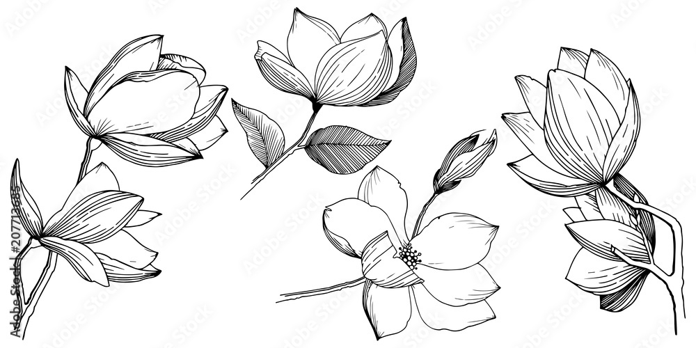 Magnolia in a vector style isolated. Full name of the plant: Magnolia. Vector flower for background, texture, wrapper pattern, frame or border. Magnolia in a vector style isolated. Full name of the plant: Magnolia. Vector flower for background, texture, wrapper pattern, frame or border.