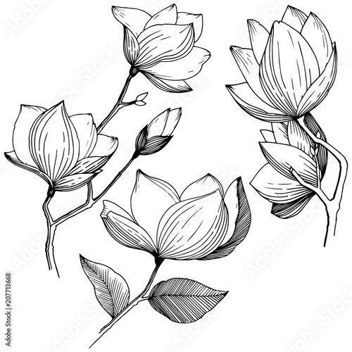 Magnolia in a vector style isolated. Full name of the plant: Magnolia. Vector flower for background, texture, wrapper pattern, frame or border.
