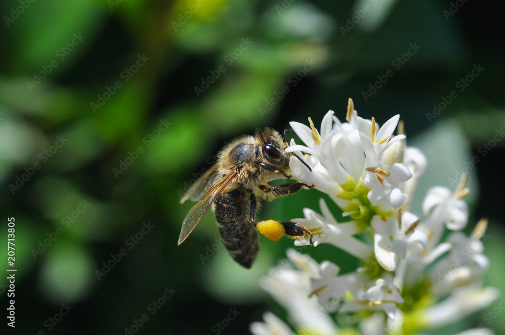 Honey bee collecting nectar on tree, Honey Bee pollinating in garden Honey bee collecting nectar on tree, Honey Bee pollinating in garden