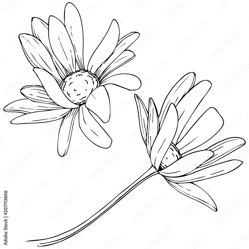 Daisy in a vector style isolated. Full name of the plant: Daisy. Vector flower for background, texture, wrapper pattern, frame or border. Daisy in a vector style isolated. Full name of the plant: Daisy. Vector flower for background, texture, wrapper pattern, frame or border.