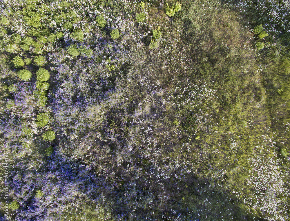 Obraz premium wild field, aerial view