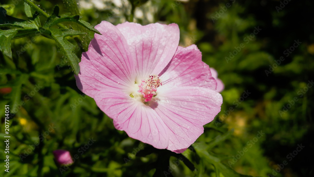 Fototapeta premium Rosa Blüte