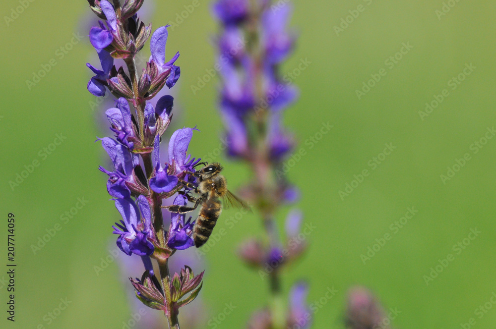 Honey bee collecting nectar on meadow, Honey Bee pollinating lavender flower Honey bee collecting nectar on meadow, Honey Bee pollinating lavender flower