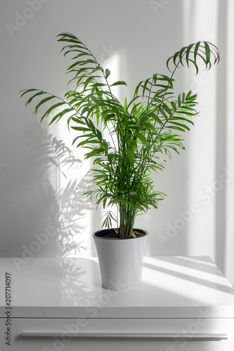 plant Areca in a white pot on a table against a white wall background
