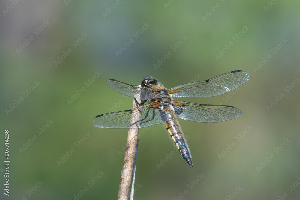 Four-spotted Chaser (Libellula quadrimaculata) perching on a branch Four-spotted Chaser (Libellula quadrimaculata) perching on a branch