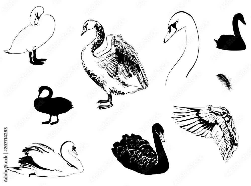Obraz premium swans sketch