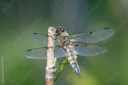 Four-spotted Chaser (Libellula quadrimaculata) perching on a branch © Juha Saastamoinen