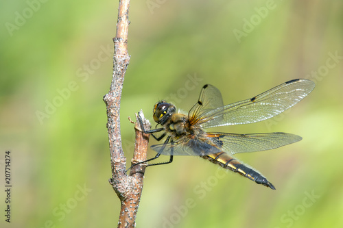 Four-spotted Chaser (Libellula quadrimaculata) perching on a branch