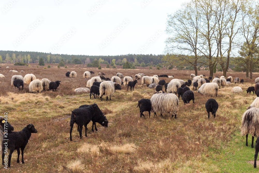 Fototapeta premium Flock of moorland sheep Heidschnucke with young lambs in Lüneburg Heath near Undeloh and Wilsede, Germany