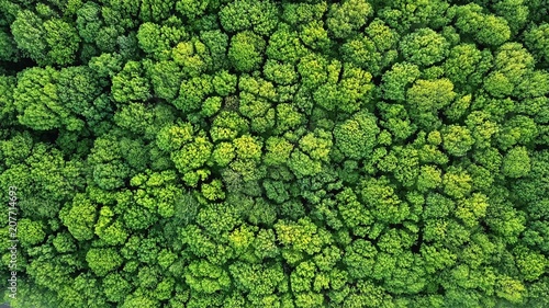 Top view of a young green forest in spring or summer