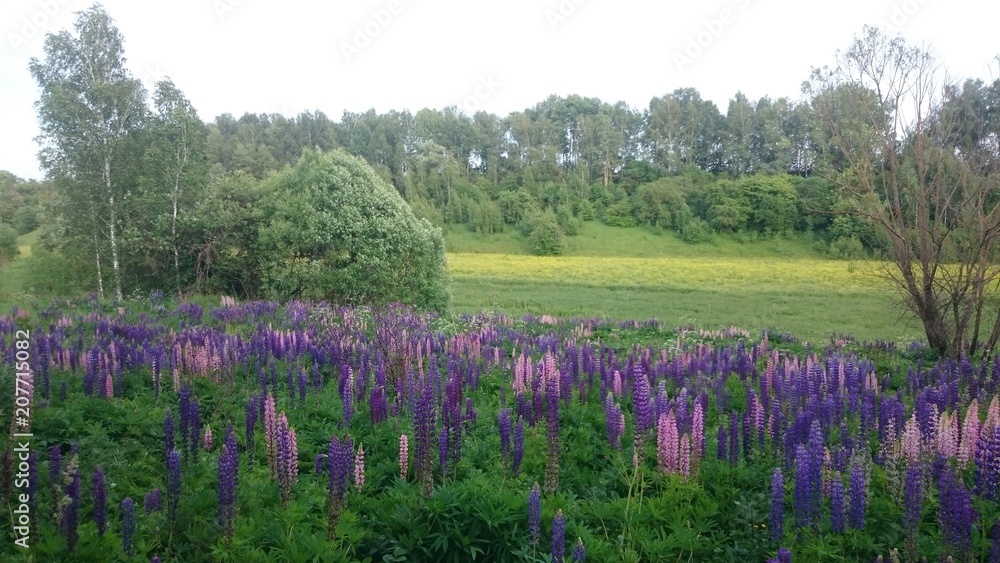 Field flowers. Purple. Bryansk district. (The Vast Russia! Sergey, Bryansk.) Field flowers. Purple. Bryansk district. (The Vast Russia! Sergey, Bryansk.)