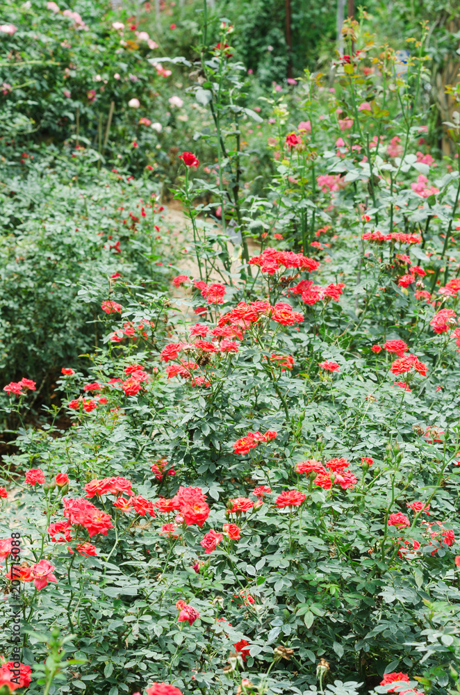 Red Cascade miniature rose in the garden