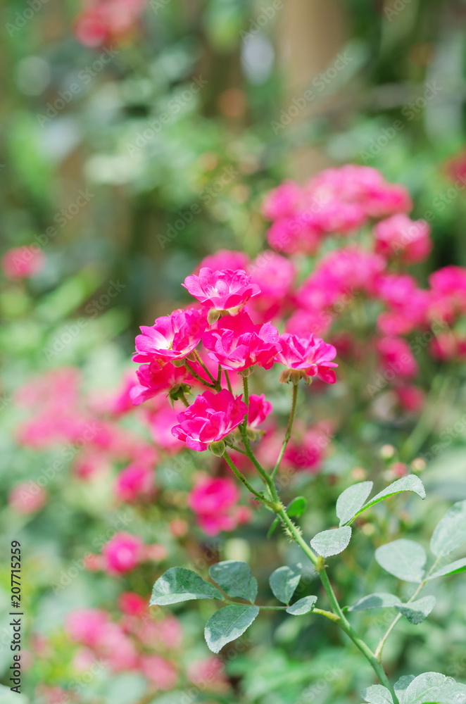Pink Cascade miniature rose in the garden Pink Cascade miniature rose in the garden