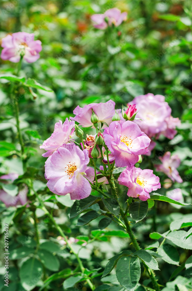 single Midnight Blue rose flower with green leaves background in garden nature