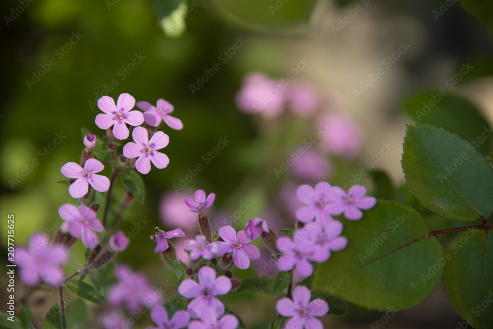 Purple small flowers on a dark green background Purple small flowers on a dark green background