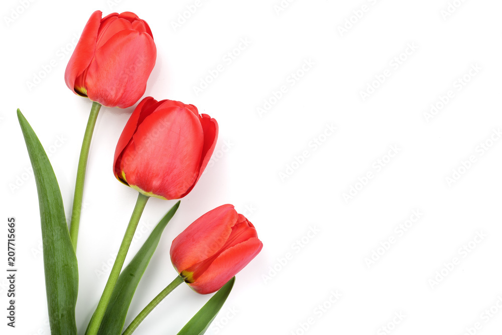 Beautiful red tulips on white background with copy space for text. Top view, flat lay Beautiful red tulips on white background with copy space for text. Top view, flat lay