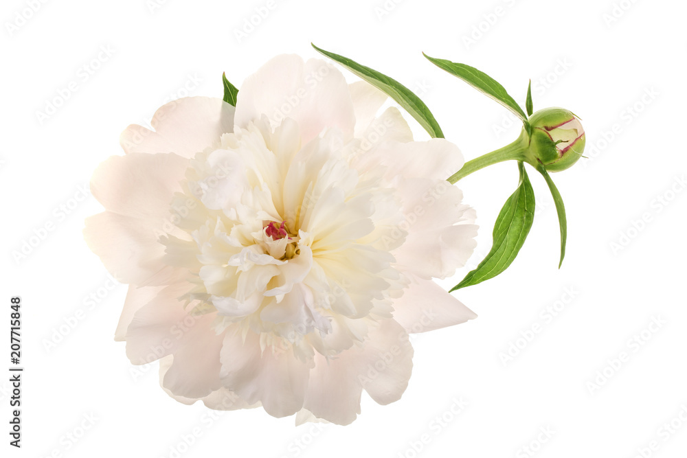 peony flower isolated on white background close up