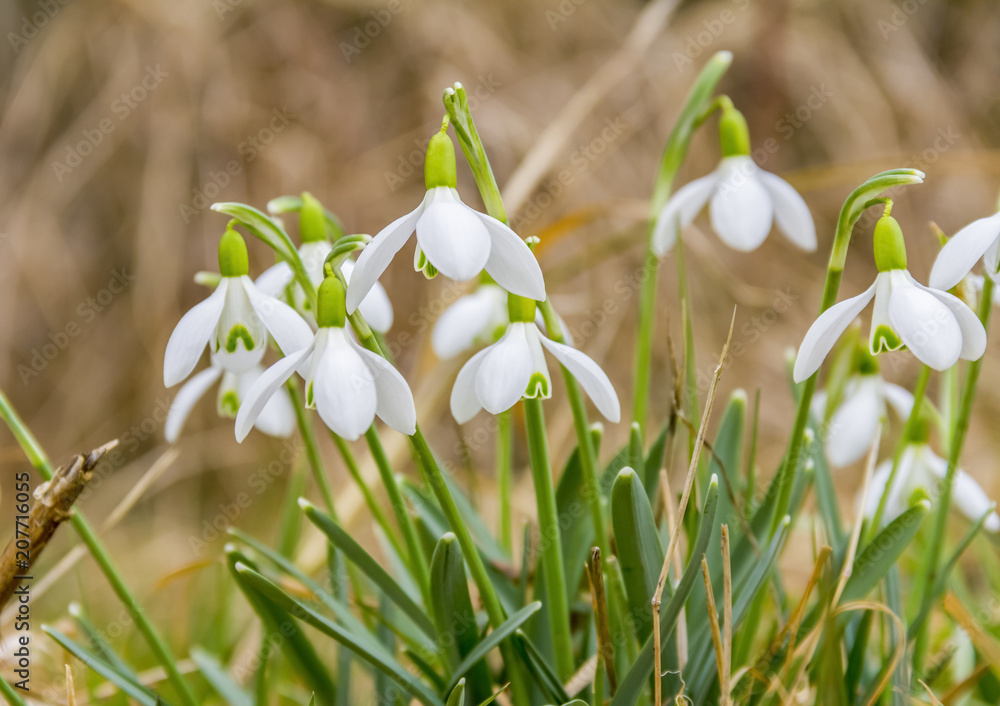 Fototapeta premium snowdrop flowers