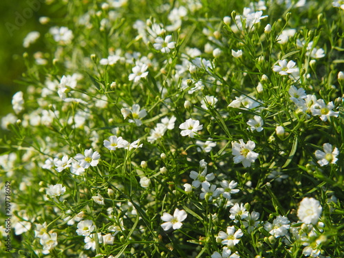 White blooming Gypsophila - baby's breath