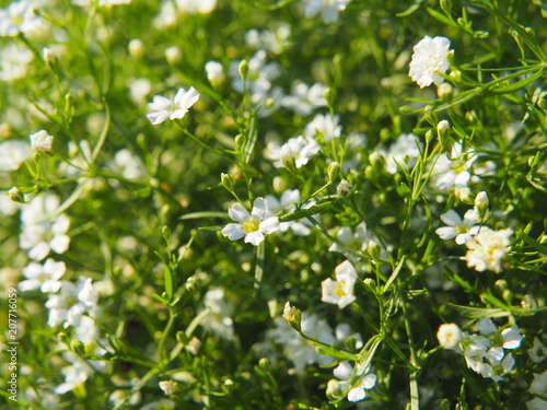 White blooming Gypsophila - baby's breath