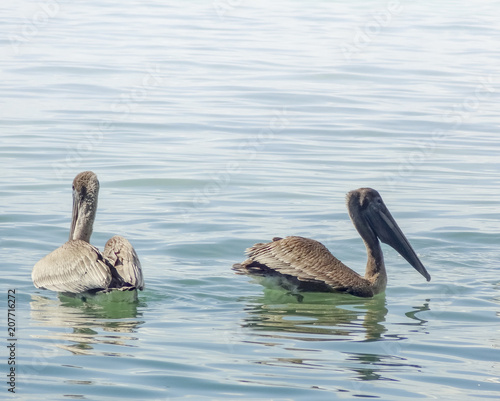 swimming pelicans