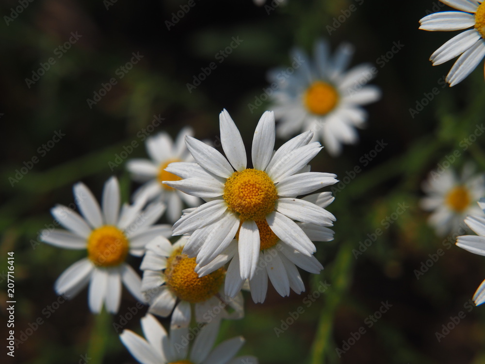 Matricaria chamomilla syn. Matricaria recutita - chamomile. Camomile in full bloom, Poland. Matricaria chamomilla syn. Matricaria recutita - chamomile. Camomile in full bloom, Poland.