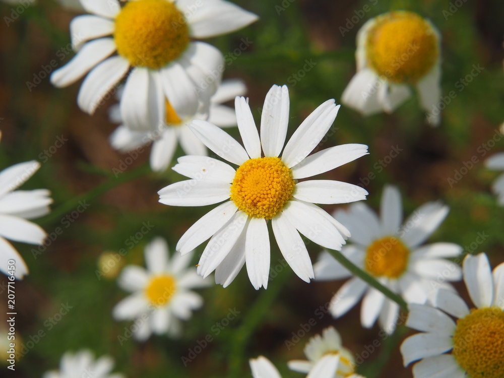 Matricaria chamomilla syn. Matricaria recutita - chamomile. Camomile in full bloom, Poland. Matricaria chamomilla syn. Matricaria recutita - chamomile. Camomile in full bloom, Poland.