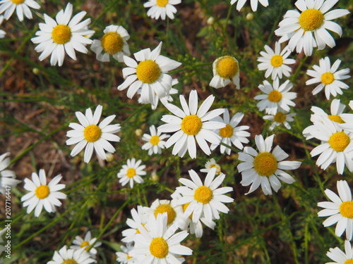 Matricaria chamomilla syn. Matricaria recutita - chamomile. Camomile in full bloom  Poland.