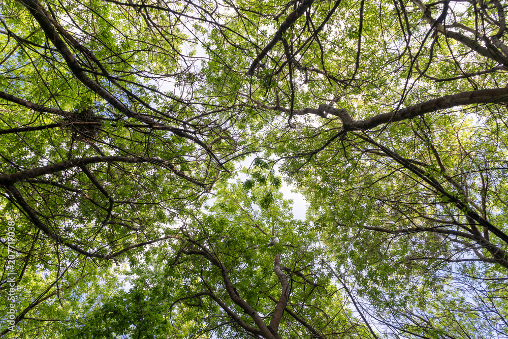 Branches of a tree with young leaves against a blue sky in a city park on a sunny spring afternoon Branches of a tree with young leaves against a blue sky in a city park on a sunny spring afternoon