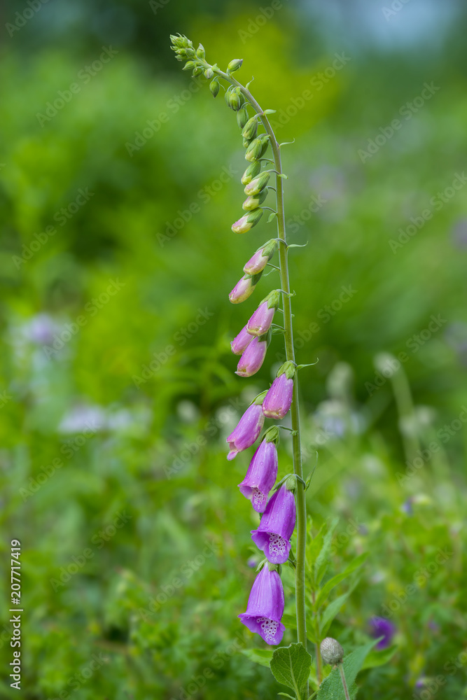 foxgloves flower - Digitalis purpurea in the garden foxgloves flower - Digitalis purpurea in the garden