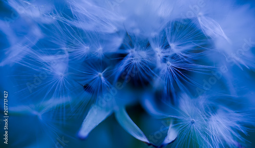 Art photo of dandelion close-up on blue background Monochrome photography.