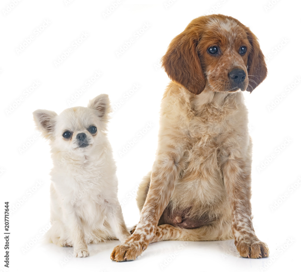 puppy brittany spaniel and chihuahua puppy brittany spaniel and chihuahua