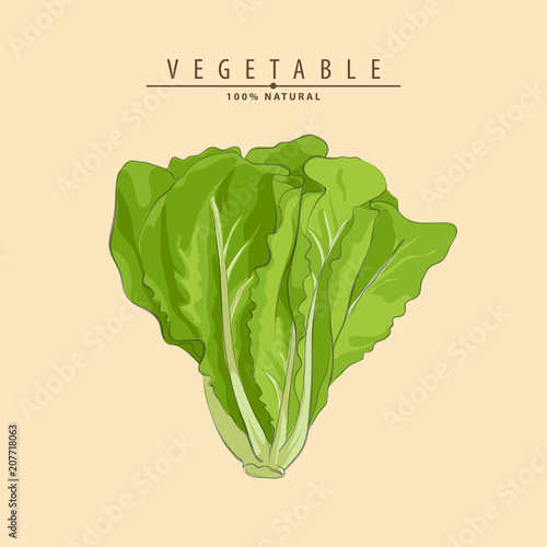 fresh green lettuce