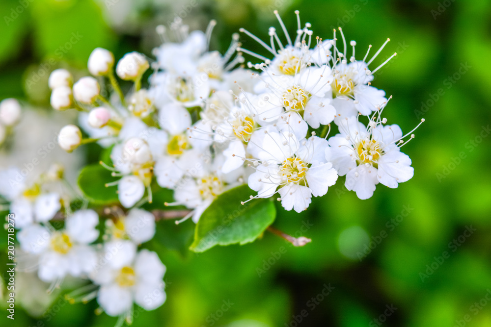 Close-up bunch of garden white flowers Close-up bunch of garden white flowers