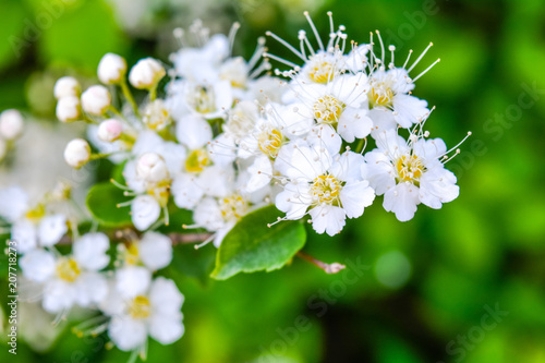 Close-up bunch of garden white flowers