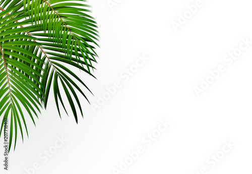Palm Leaf Vector Background Illustration © olegganko