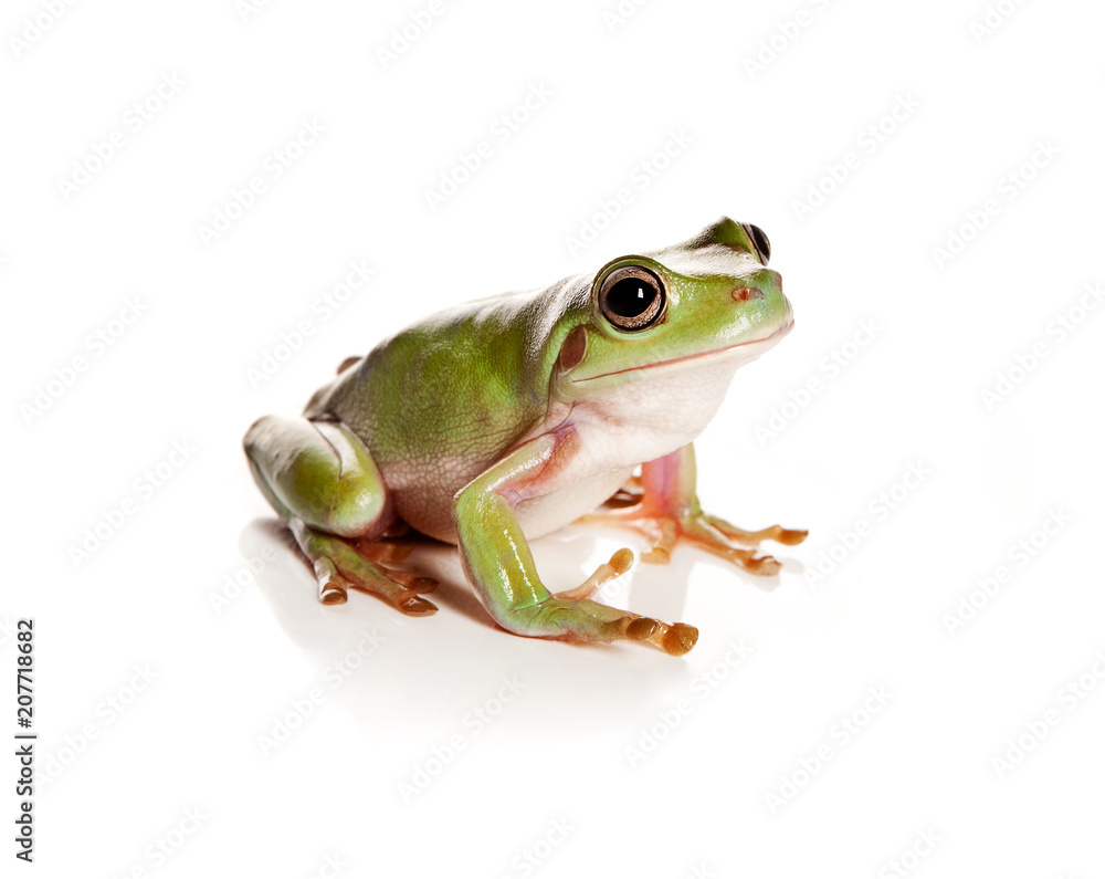 Fototapeta premium Green tree frog