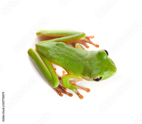 Frog ready for jump