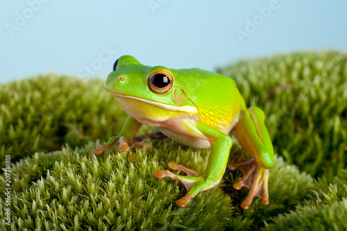 Tree frog on moss