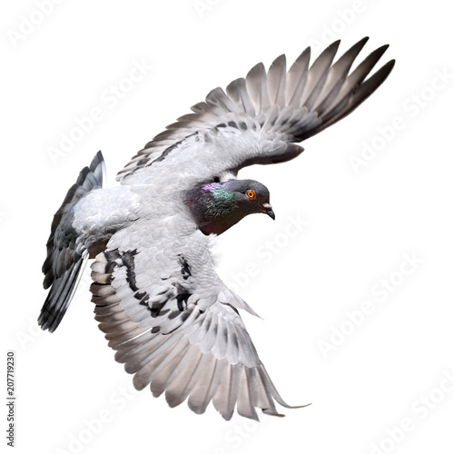 Feral Pigeon in flight isolated on white.